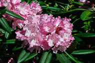 Whidbey Island - April 2011