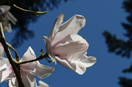 Whidbey Island - April 2011