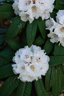 Whidbey Island - April 2011