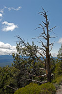 Odell Butte Outing - May 27, 2007