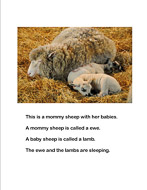 Spring Lambs