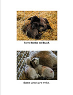 Spring Lambs