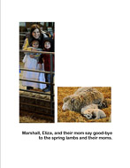 Spring Lambs