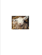 Spring Lambs