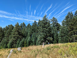 Marys Peak Meadow Edge Trail