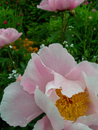 France: Monet's Home &amp; Garden in Giverny