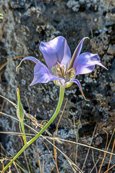 2024-07 Riley Ranch Nature Reserve