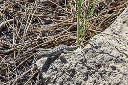 2024-07 Riley Ranch Nature Reserve