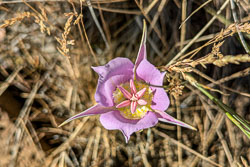 2024-07 Riley Ranch Nature Reserve