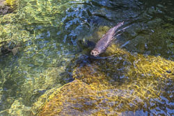 Photos of Otters at the High Desert Museum
