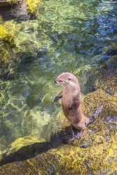 Photos of Otters at the High Desert Museum