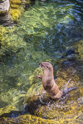 Photos of Otters at the High Desert Museum
