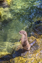 Photos of Otters at the High Desert Museum