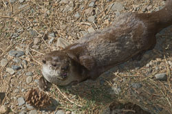 The High Desert Museum