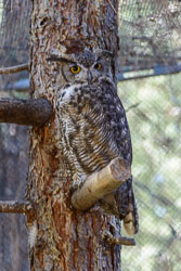 The High Desert Museum