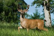 Wildlife at our home