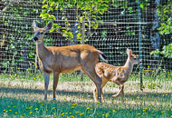 Wildlife at our home