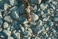Wildlife at our home