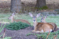 Wildlife at our home
