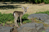 Wildlife at our home