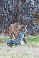 Wildlife - The Hunt