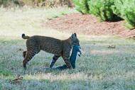 Wildlife - The Hunt