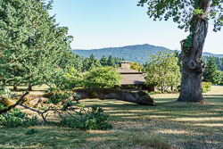 Oak tree