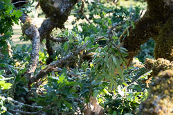 Oak tree