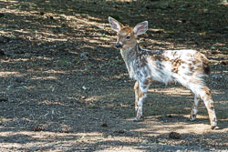 Piebald Fawn