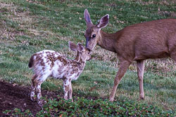 Piebald Fawn