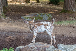 Piebald Fawn