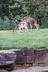 Piebald Fawn