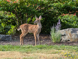 Fawns in July of 2024