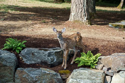 Fawns in July of 2024