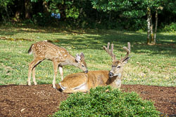 Fawns in July of 2024