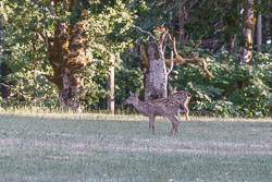 Fawns in July of 2024